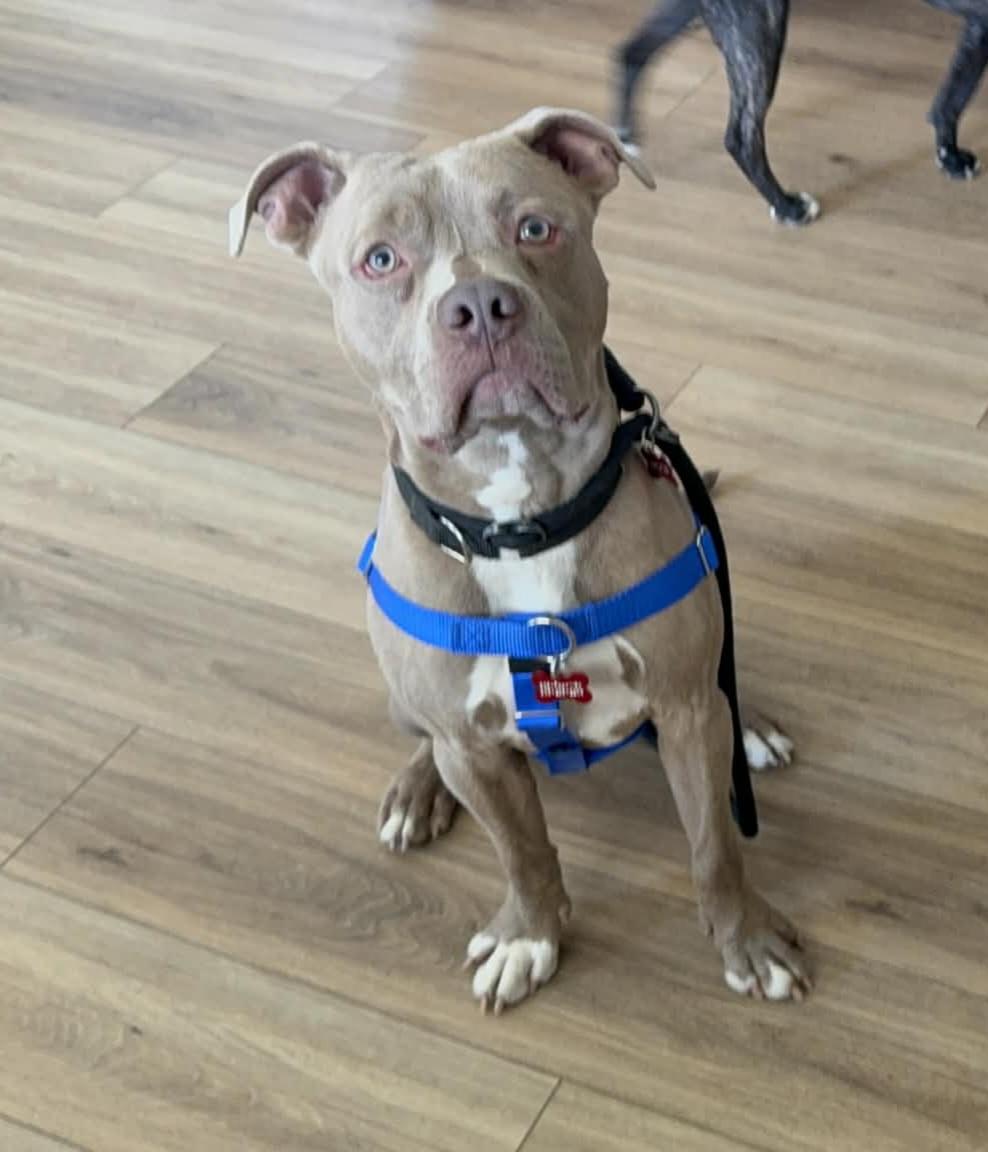 Enlarge Brody, a ADOPTABLE Pit Bull Terrier in Kansas City, MO image 1/6