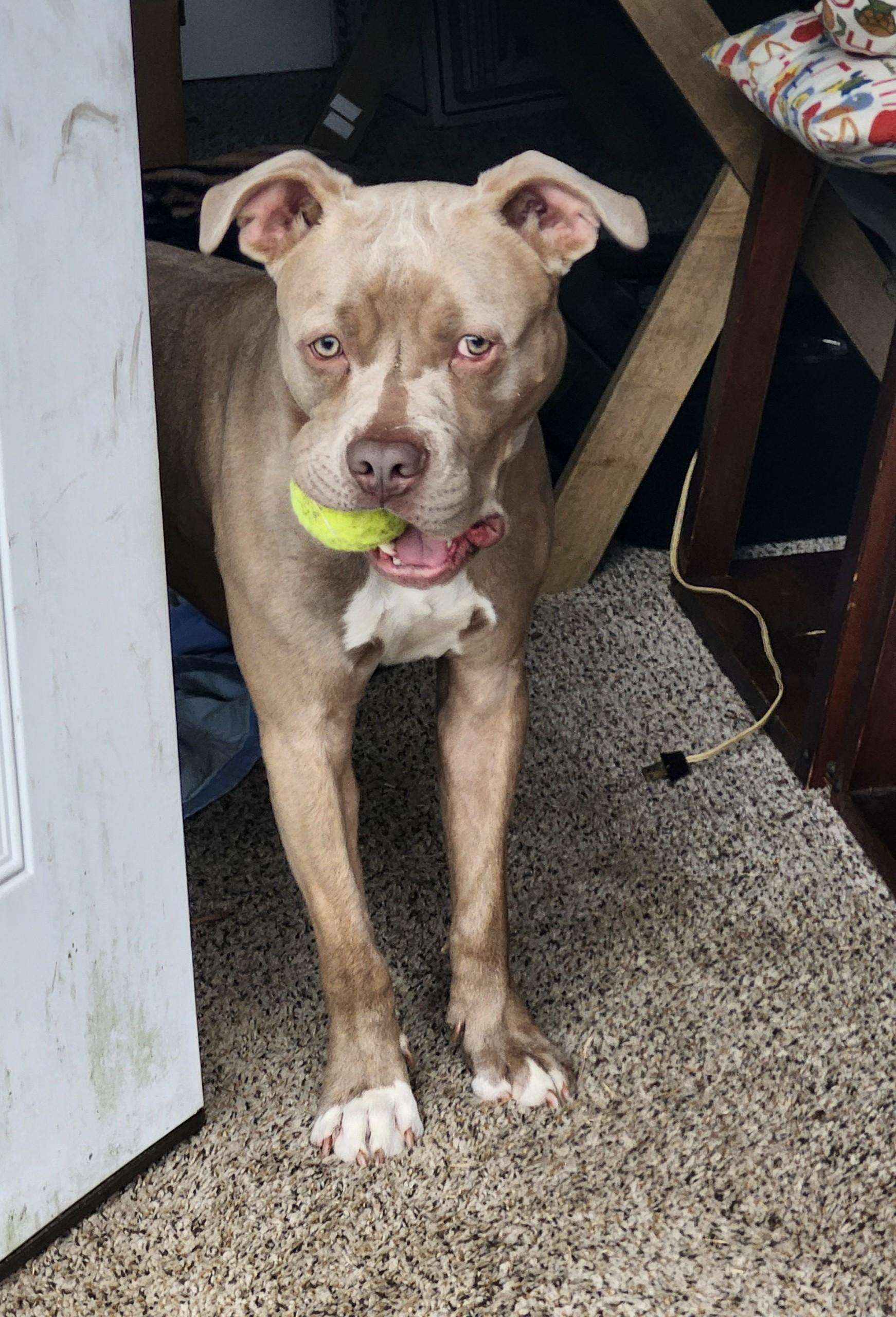 Enlarge Brody, a ADOPTABLE Pit Bull Terrier in Kansas City, MO image 5/6