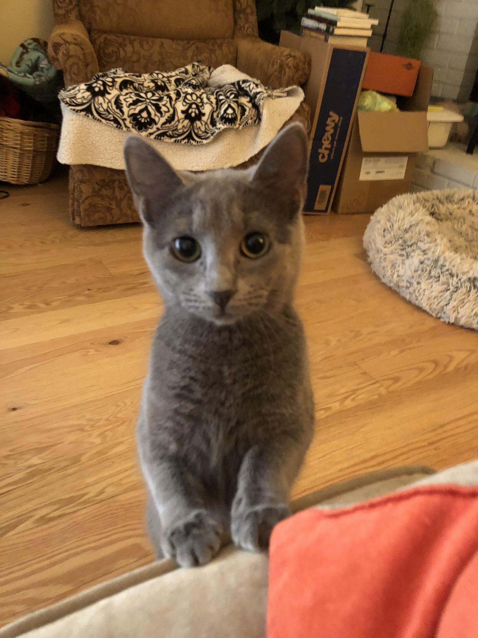 Enlarge Arwen, a Adoptable Domestic Long Hair in North Wilkesboro, NC image 1/3