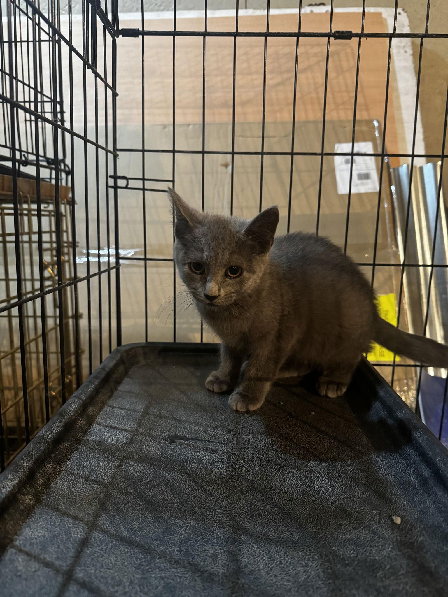 Enlarge Arwen, a Adoptable Domestic Long Hair in North Wilkesboro, NC image 3/3