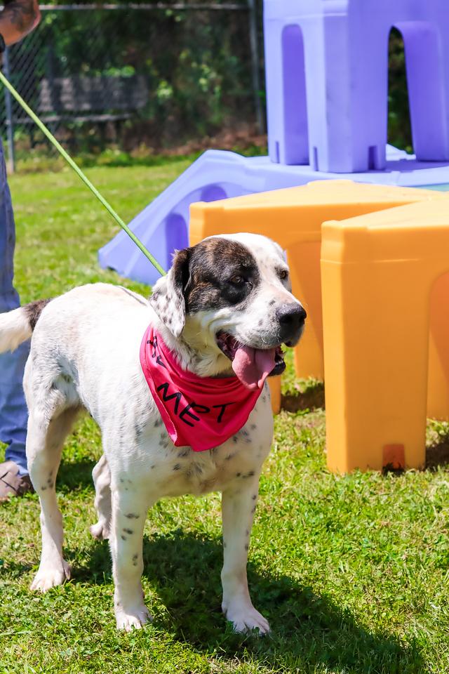 Enlarge Summer, a Adoptable mixed breed in Oxford, MS image 2/2