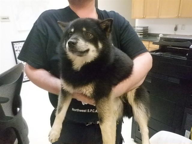 Enlarge CHUNK, a Adoptable mixed breed in Oroville, CA image 1/1