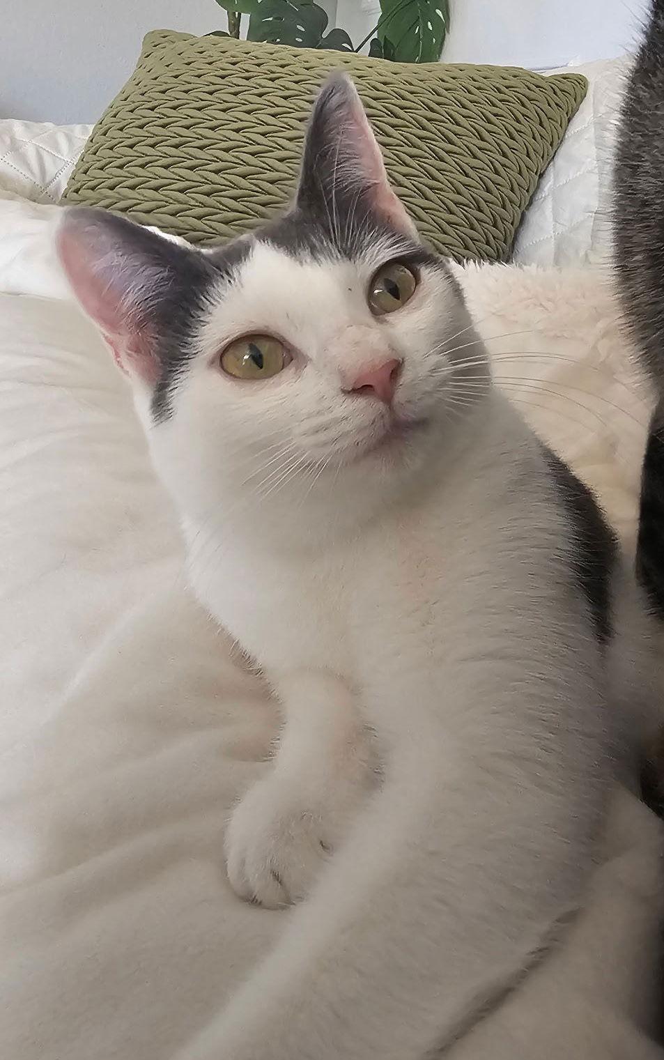 Enlarge Minnie, a Adopted Domestic Short Hair in Frisco, TX image 1/3