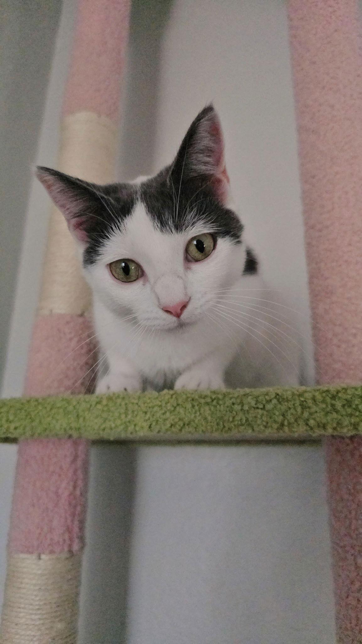 Enlarge Minnie, a Adopted Domestic Short Hair in Frisco, TX image 3/3