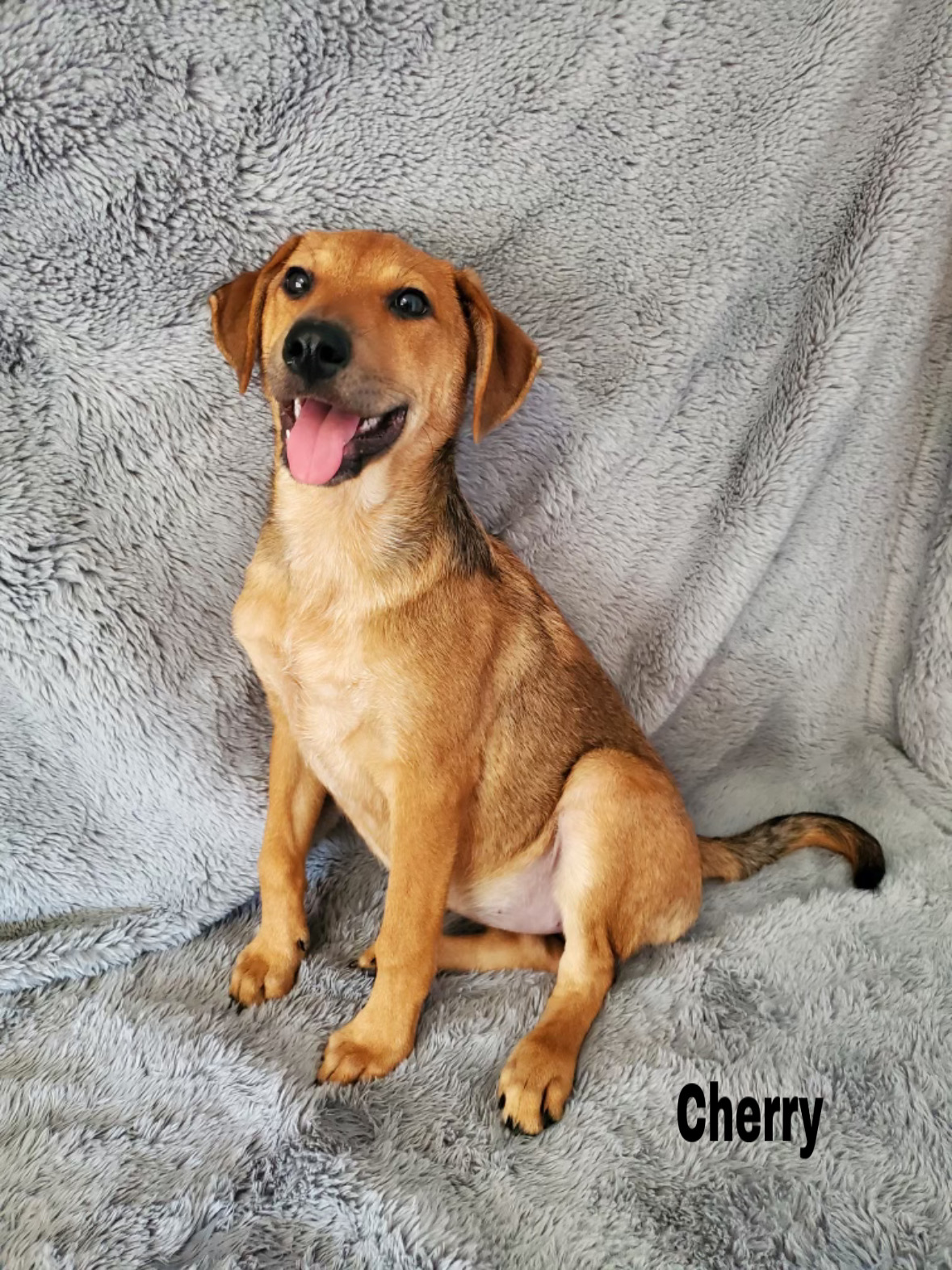 Dog for adoption Cherry, a Labrador Retriever Mix in Medfield, MA Petfinder