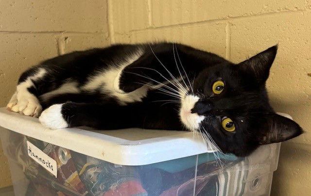 Enlarge Kayla, a Adoptable Tuxedo in Apollo, PA image 1/3