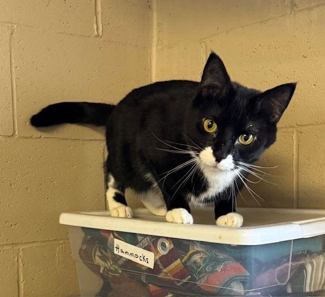 Enlarge Kayla, a Adoptable Tuxedo in Apollo, PA image 2/3