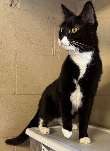 Enlarge Kayla, a Adoptable Tuxedo in Apollo, PA image 3/3