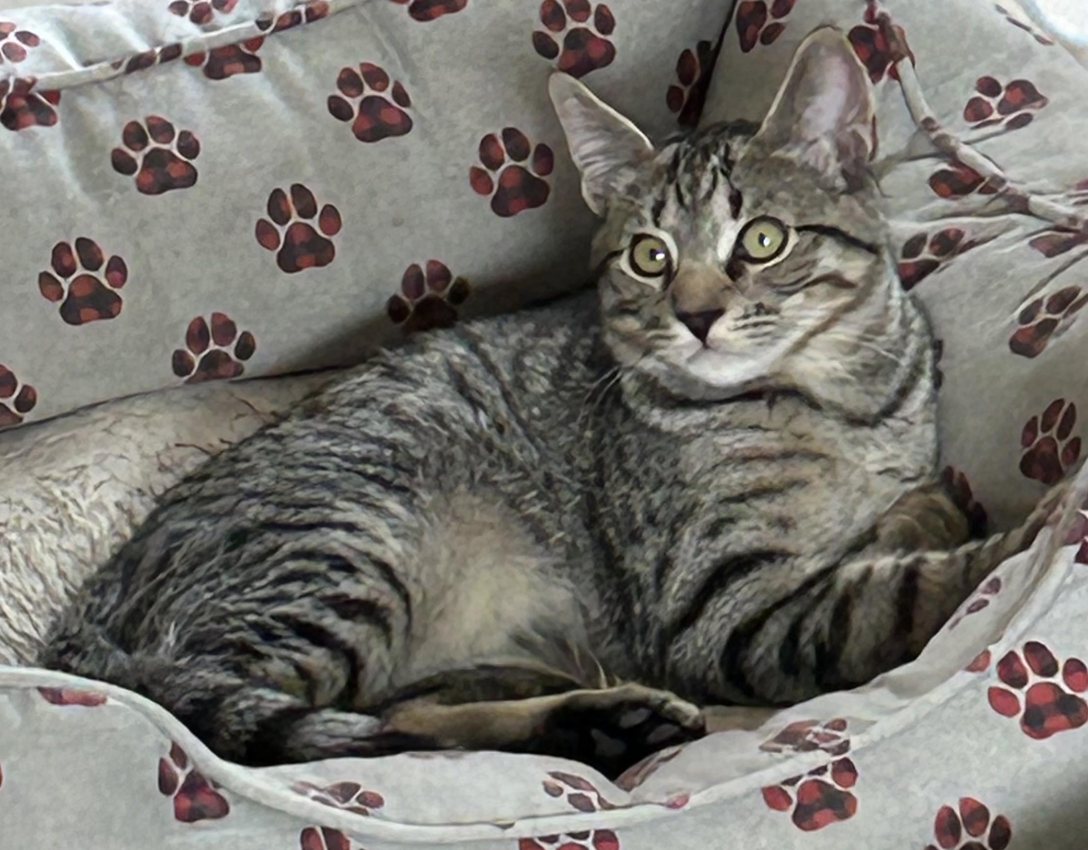 Enlarge Luigi, a Adoptable mixed breed in Buhl, ID image 1/5
