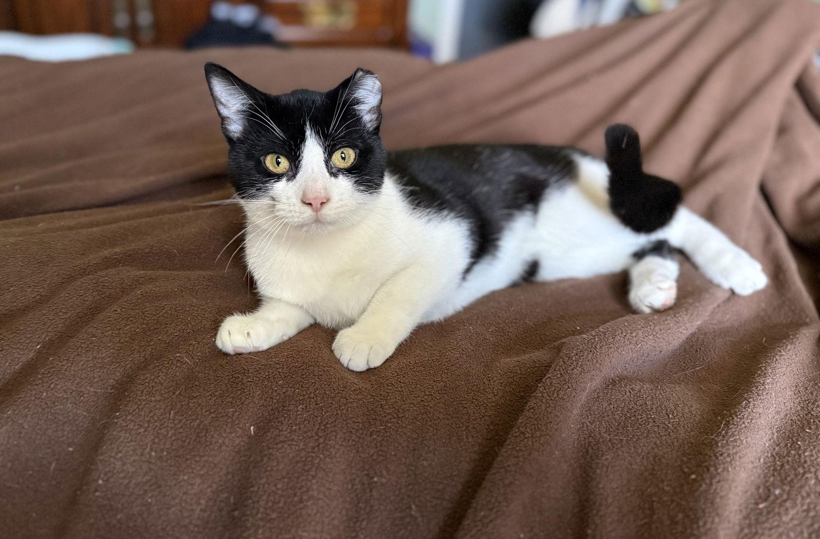 Enlarge LJ, a ADOPTABLE Domestic Short Hair in Sudbury, MA image 3/3