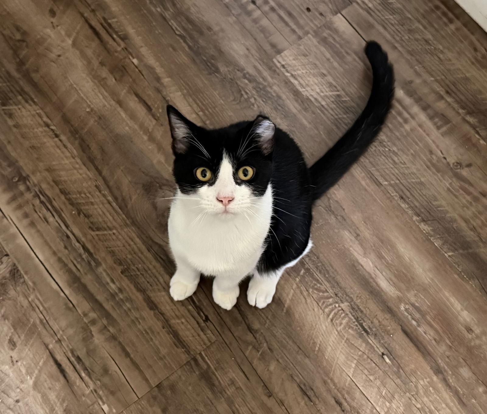 Enlarge LJ, a ADOPTABLE Domestic Short Hair in Sudbury, MA image 2/3