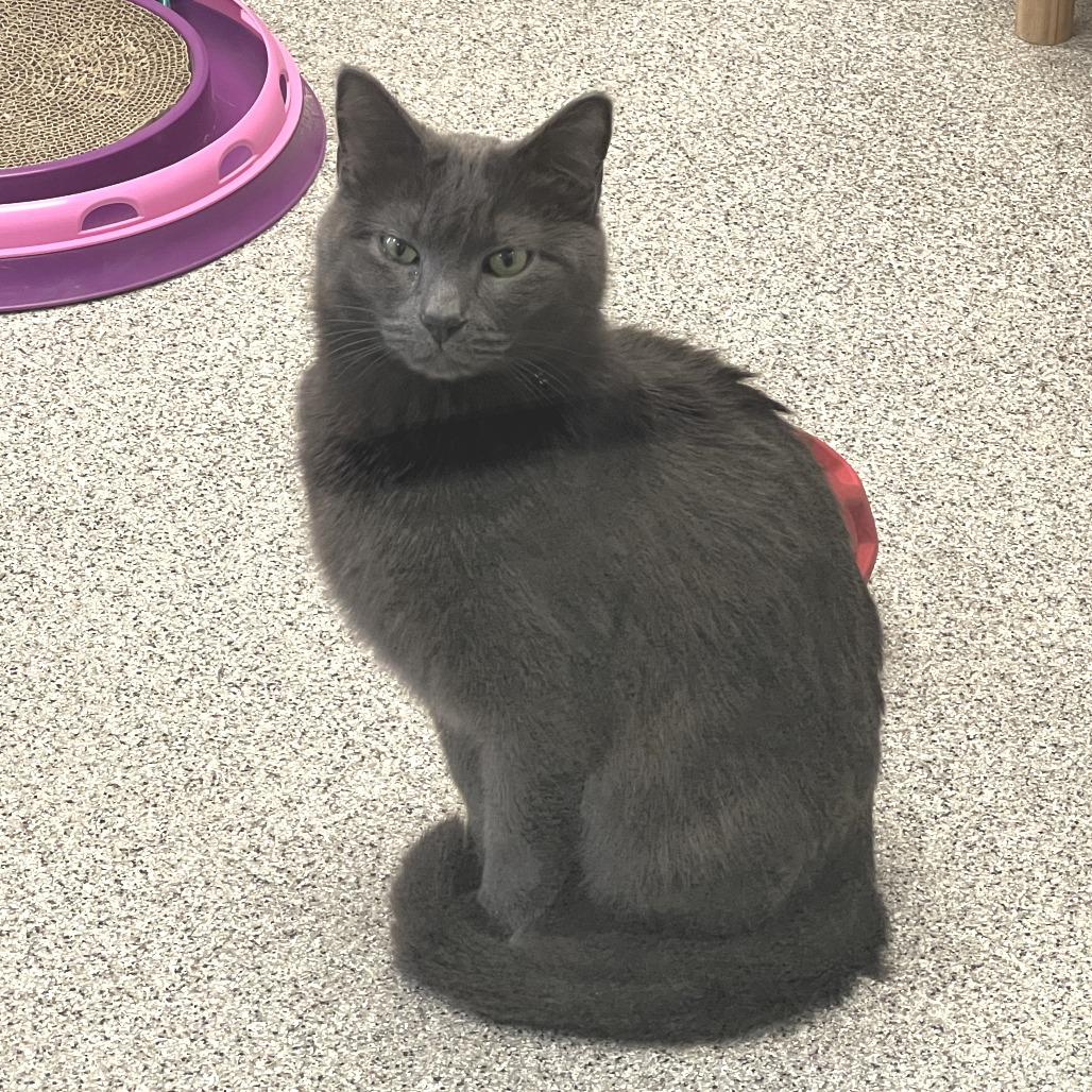 Enlarge Bijou, a Adoptable Domestic Short Hair in Naperville, IL image 1/3