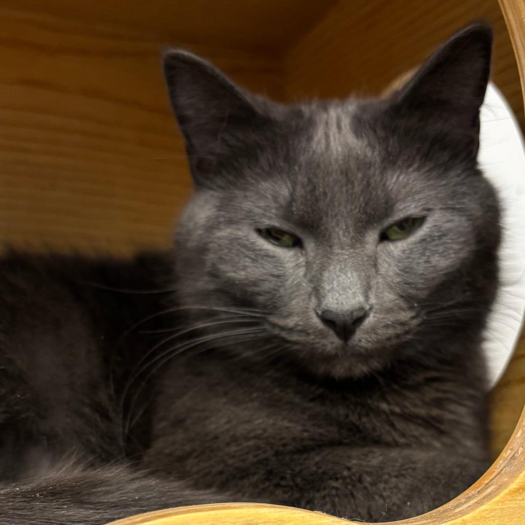 Enlarge Bijou, a Adoptable Domestic Short Hair in Naperville, IL image 2/3