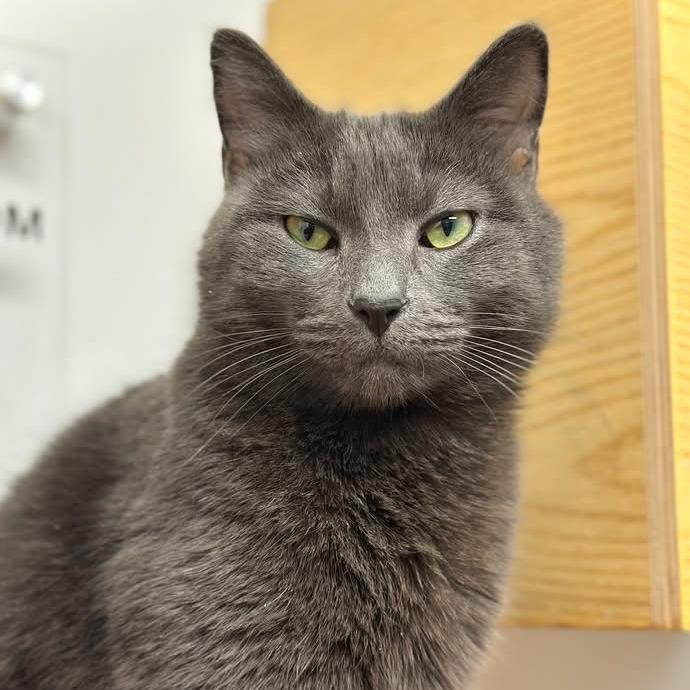 Enlarge Bijou, a Adoptable Domestic Short Hair in Naperville, IL image 3/3