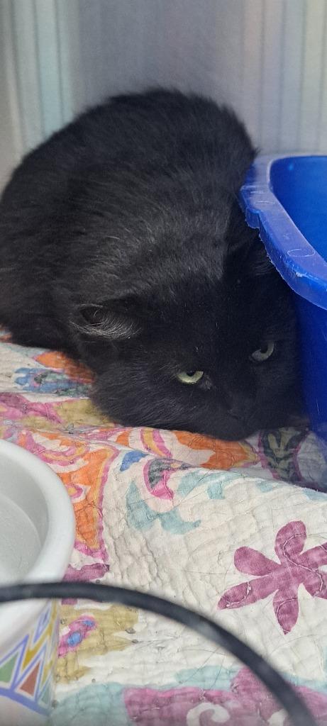 Braun, Adoptable, Young Female Domestic Medium Hair.