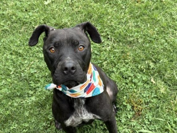 TIDE, Adoptable, Young Female Pit Bull Terrier.