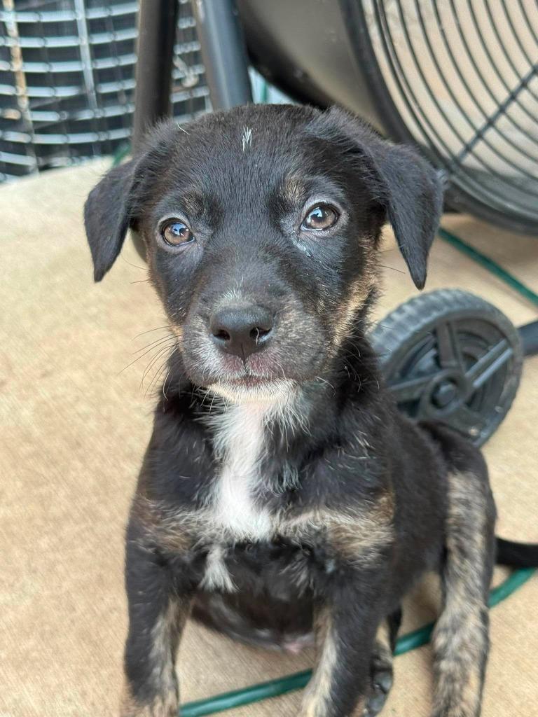 Marciline, Adoptable, Puppy Female Mixed Breed.