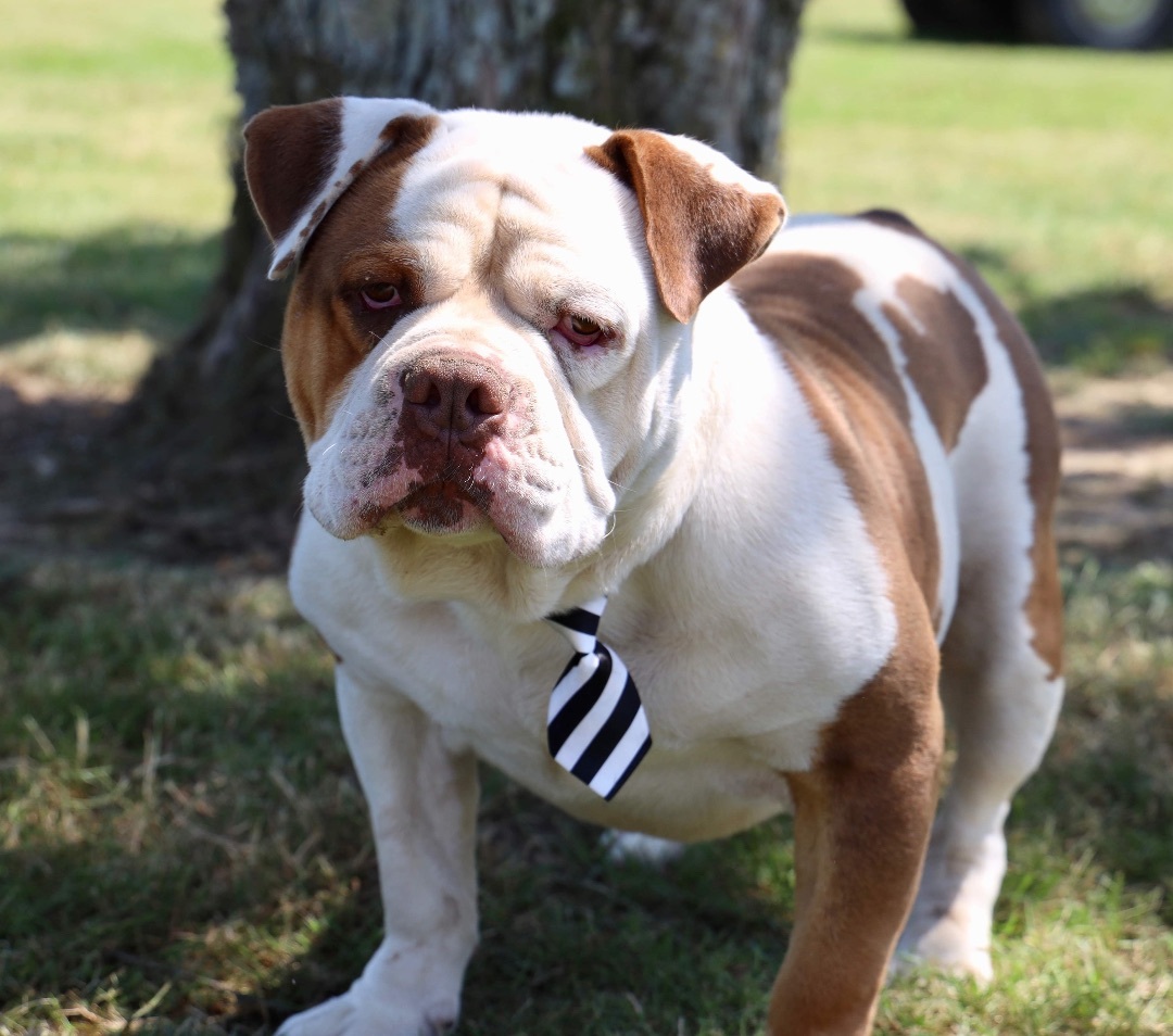 Enlarge Houghie, a Adoptable English Bulldog in Guntersville, AL image 7/10
