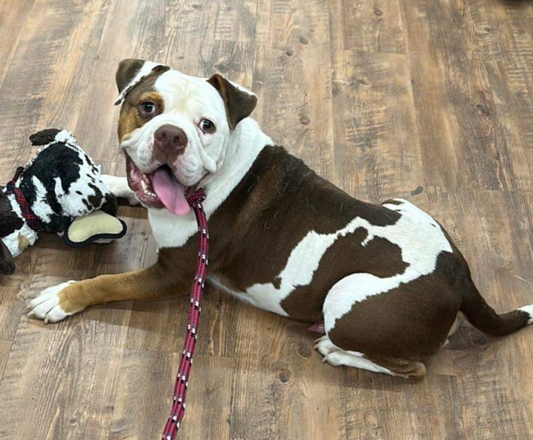 Enlarge Houghie, a Adoptable English Bulldog in Guntersville, AL image 8/10