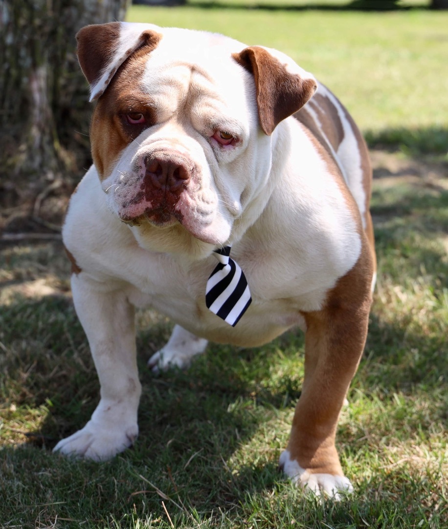 Houghie, Adoptable, Adult Male English Bulldog.