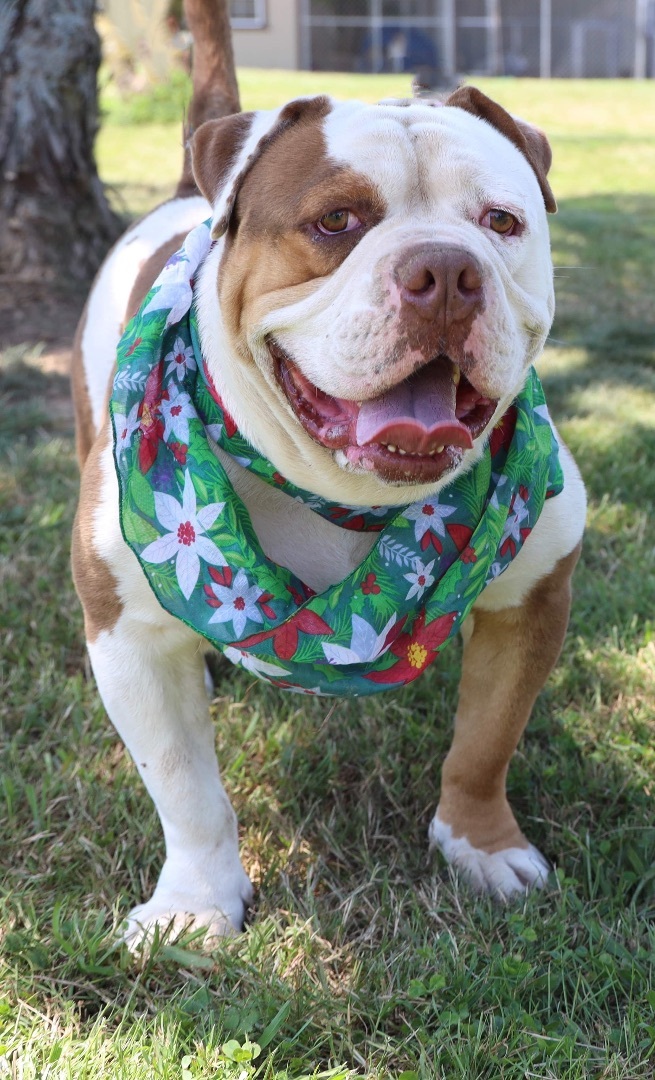 Enlarge Houghie, a Adoptable English Bulldog in Guntersville, AL image 9/10