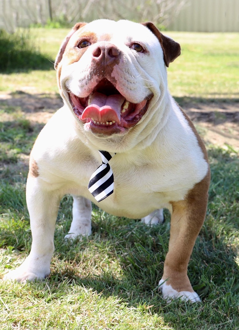 Enlarge Houghie, a Adoptable English Bulldog in Guntersville, AL image 10/10