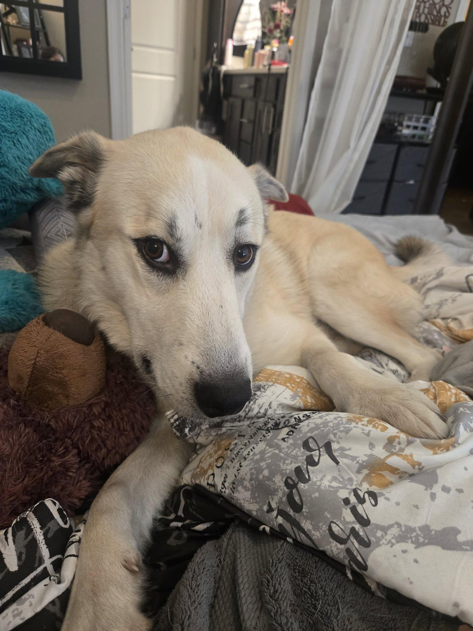 Enlarge Bojangles, a ADOPTABLE mixed breed in Kiowa, OK image 6/6