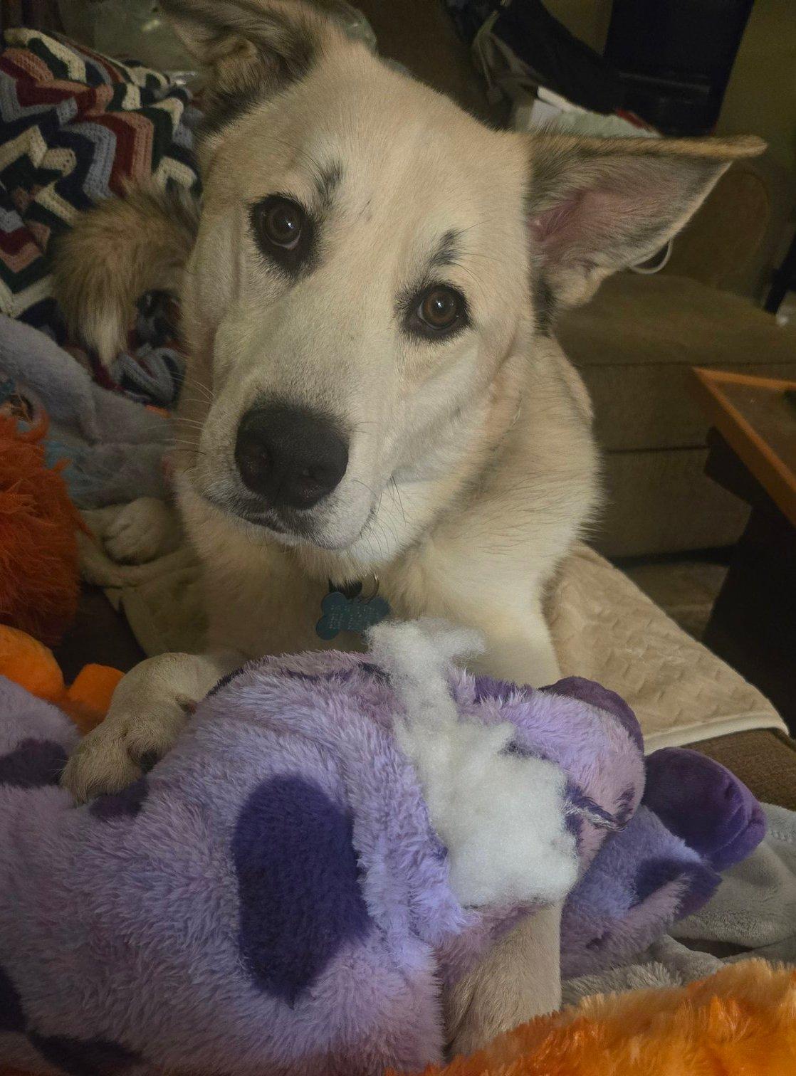 Enlarge Bojangles, a ADOPTABLE mixed breed in Kiowa, OK image 3/6