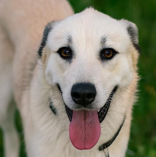 Bojangles, ADOPTABLE, Young Male Shepherd & Husky.