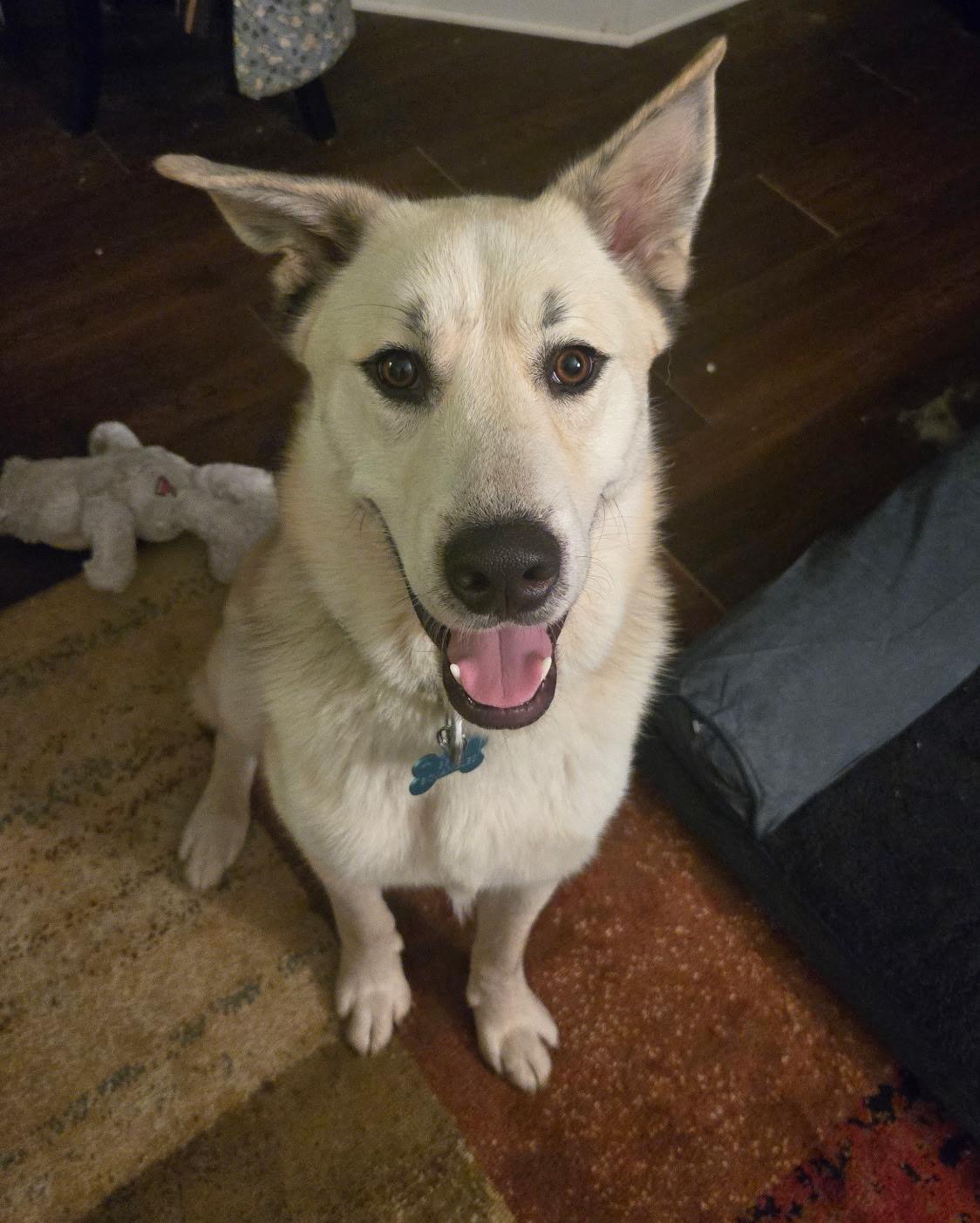 Enlarge Bojangles, a ADOPTABLE mixed breed in Kiowa, OK image 4/6