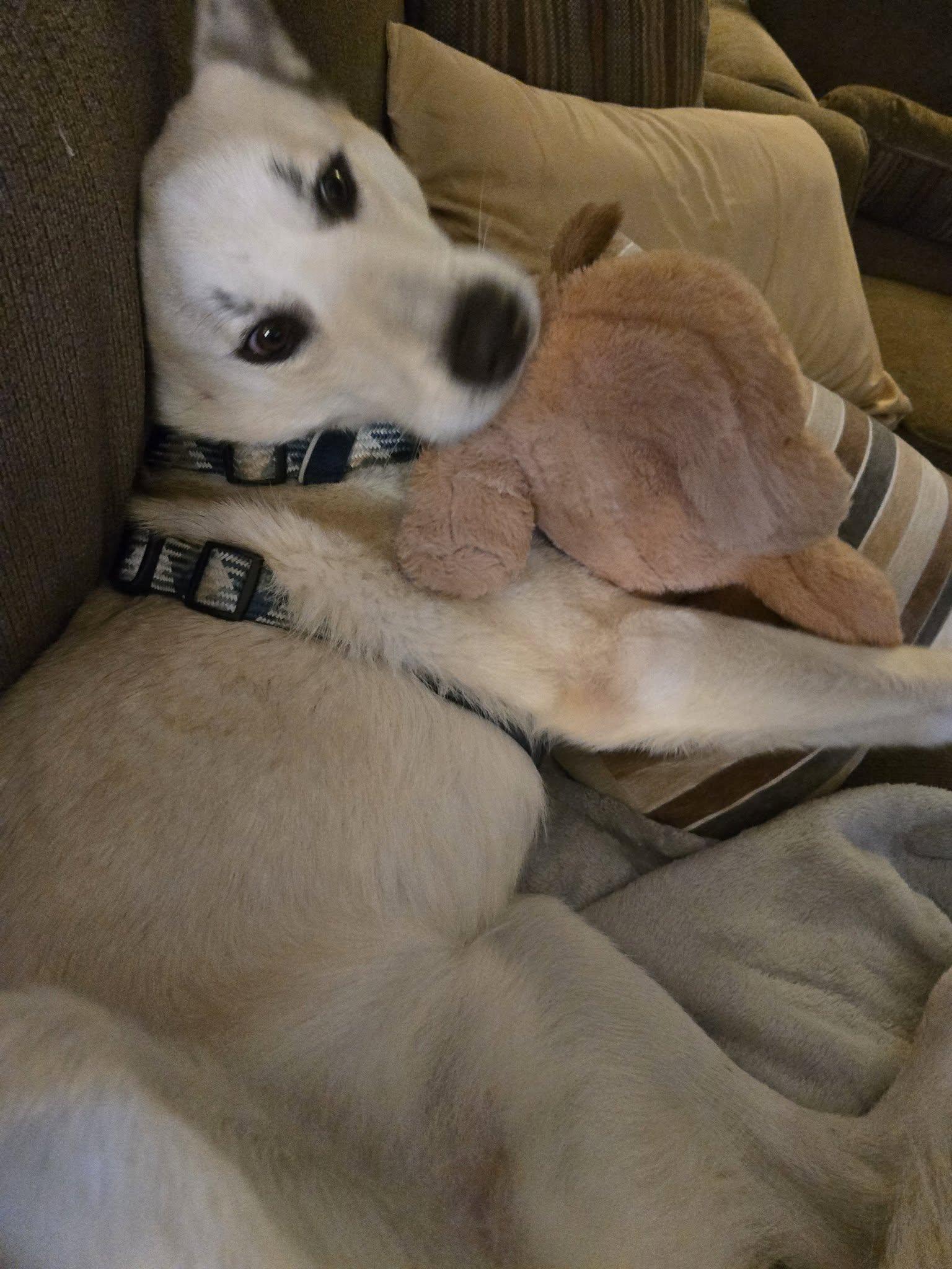 Enlarge Bojangles, a ADOPTABLE mixed breed in Kiowa, OK image 2/6