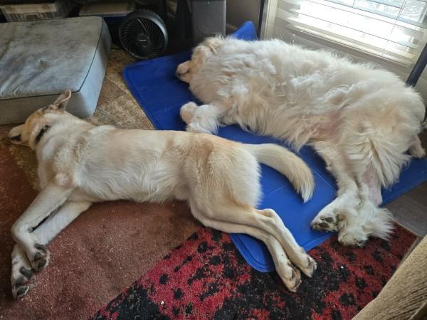 Enlarge Bojangles, a ADOPTABLE mixed breed in Kiowa, OK image 5/6