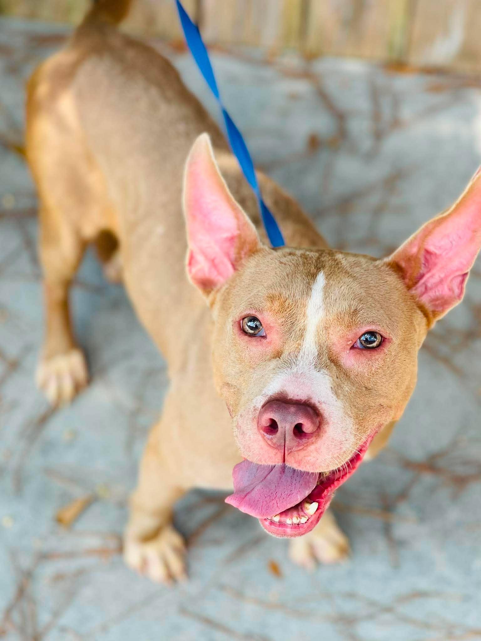 Enlarge Rescue Only- AC-5103 "Millie", a Adoptable mixed breed in Conyers, GA image 2/3