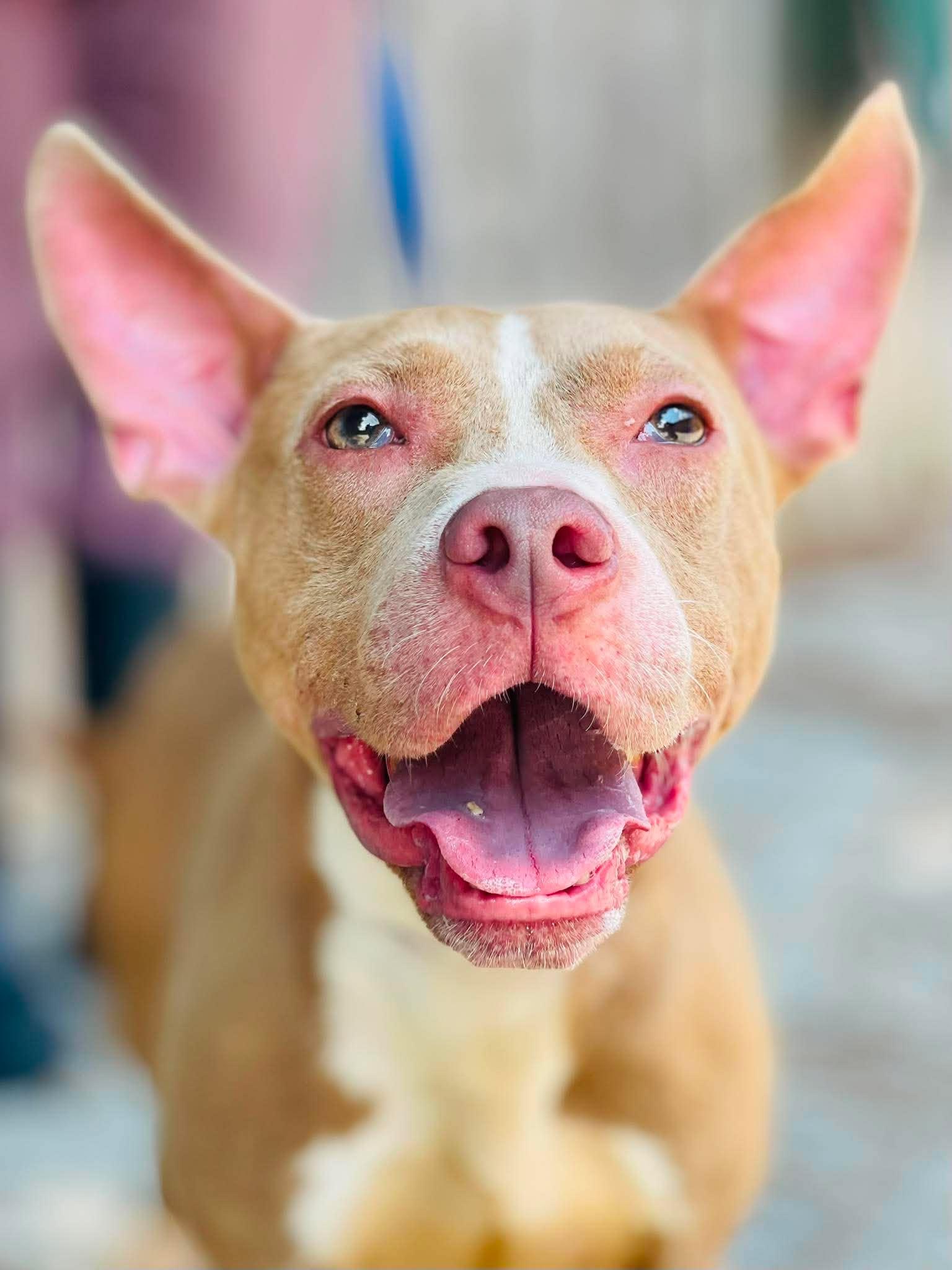 Rescue Only- AC-5103 "Millie", Adoptable, Adult Female Pit Bull Terrier.