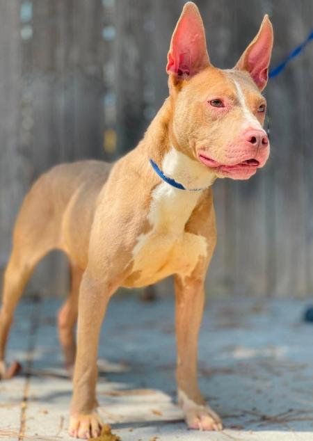 Enlarge Rescue Only- AC-5103 "Millie", a Adoptable mixed breed in Conyers, GA image 3/3