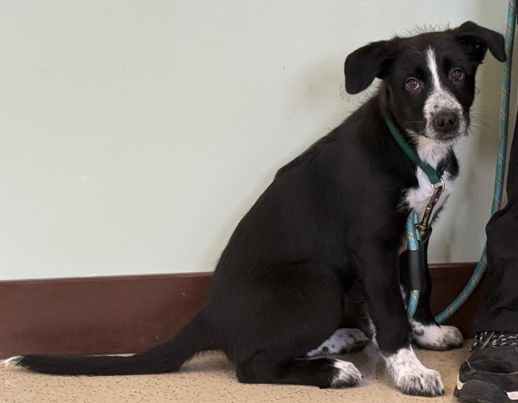 Enlarge Lulu, a ADOPTABLE mixed breed in Amery, WI image 3/3