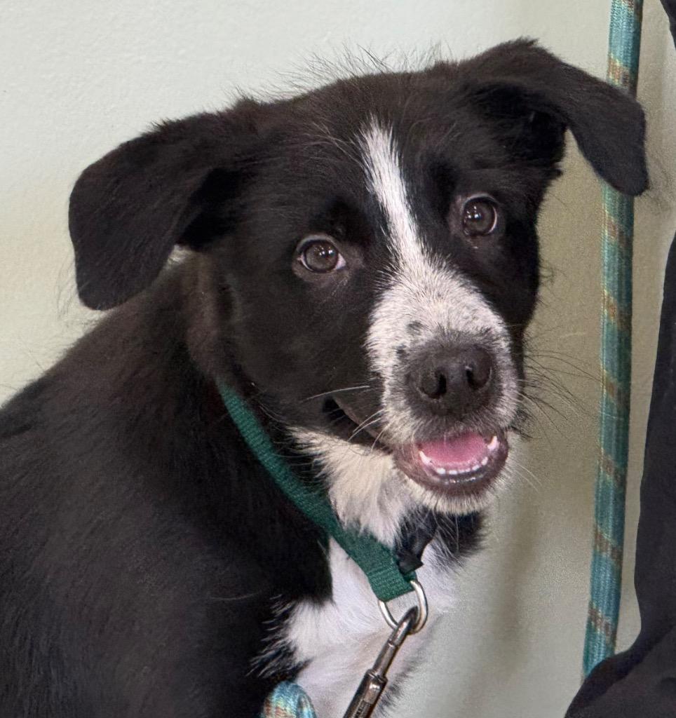 Enlarge Lulu, a ADOPTABLE mixed breed in Amery, WI image 1/3