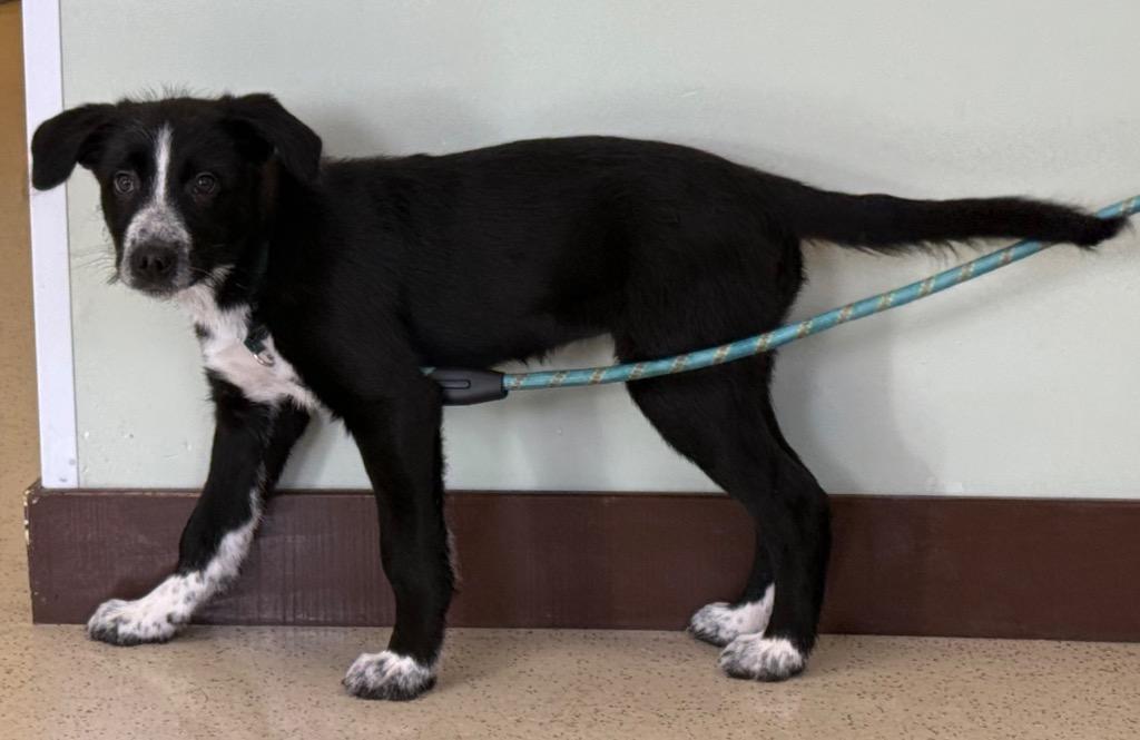 Enlarge Lulu, a ADOPTABLE mixed breed in Amery, WI image 2/3