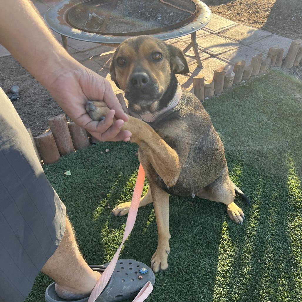 Enlarge *** Nadine, a Adoptable mixed breed in Oceanside, CA image 1/4