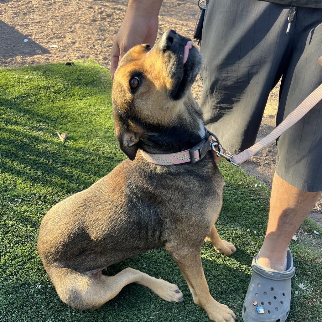 Enlarge *** Nadine, a Adoptable mixed breed in Oceanside, CA image 2/4