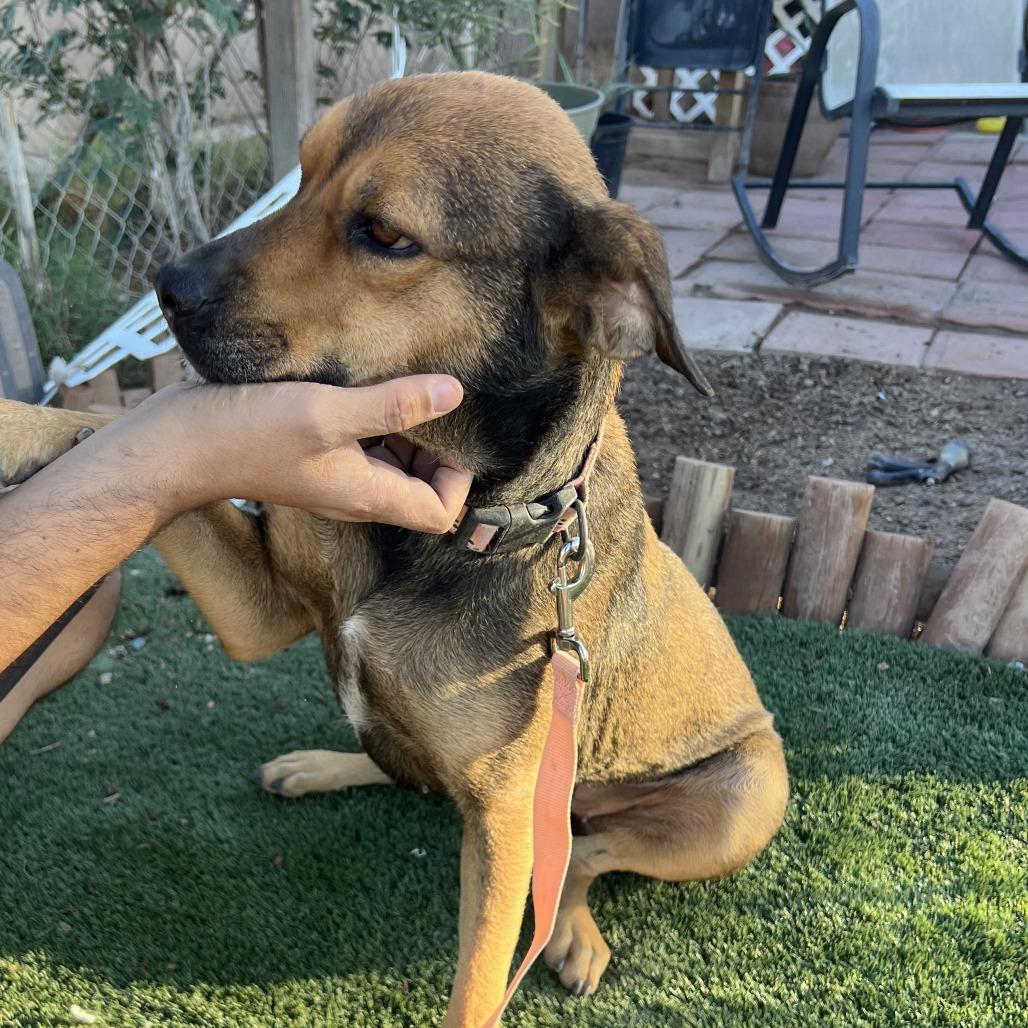 Enlarge *** Nadine, a Adoptable mixed breed in Oceanside, CA image 3/4