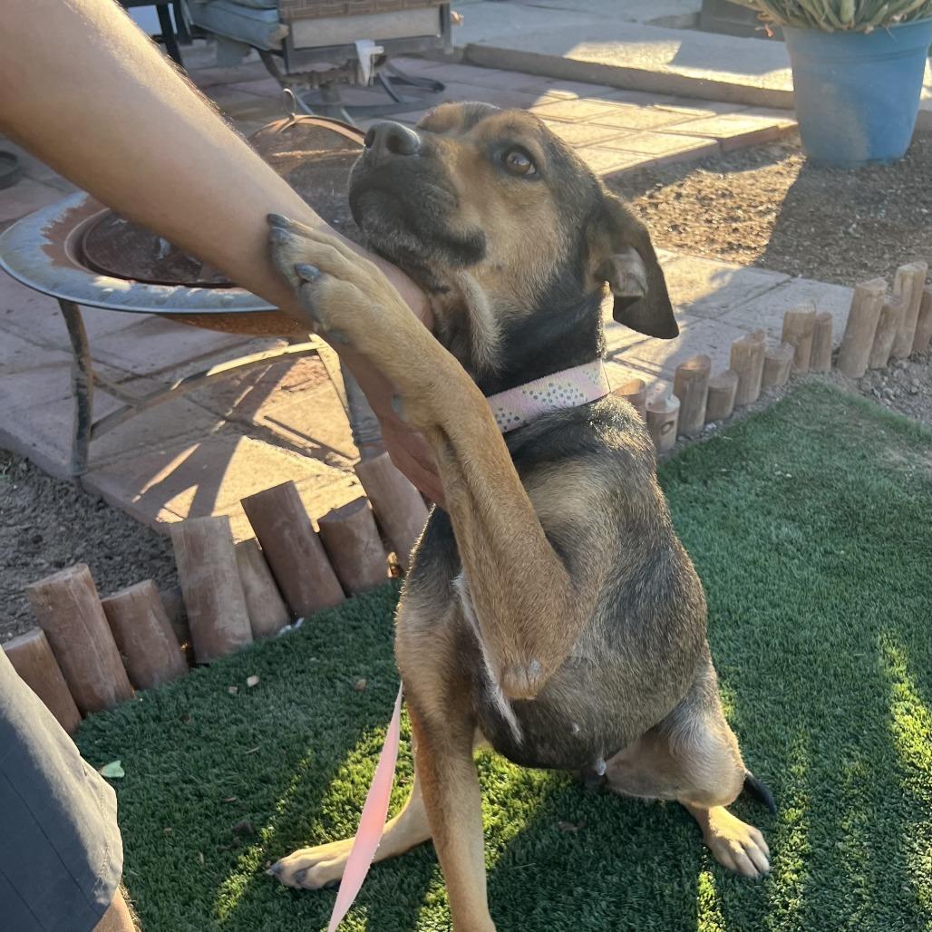 Enlarge *** Nadine, a Adoptable mixed breed in Oceanside, CA image 4/4