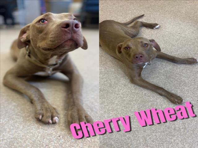 CHERRY WHEAT, Adoptable, Adult Female Pit Bull Terrier & Mixed Breed.
