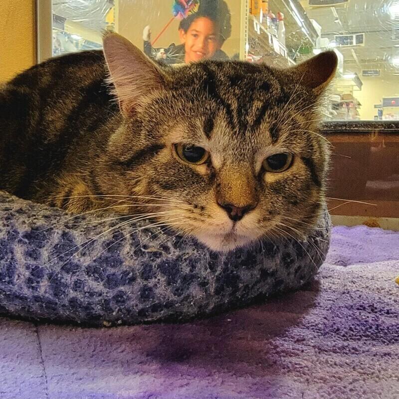 Rocket, Adoptable, Adult Male Domestic Short Hair.