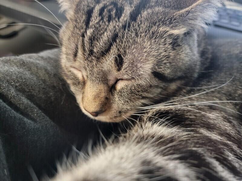 Rocket, a Adoptable Domestic Short Hair in Adrian, MI image 1/3