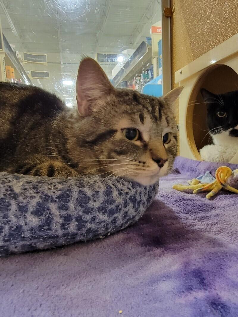 Rocket, a Adoptable Domestic Short Hair in Adrian, MI image 2/3