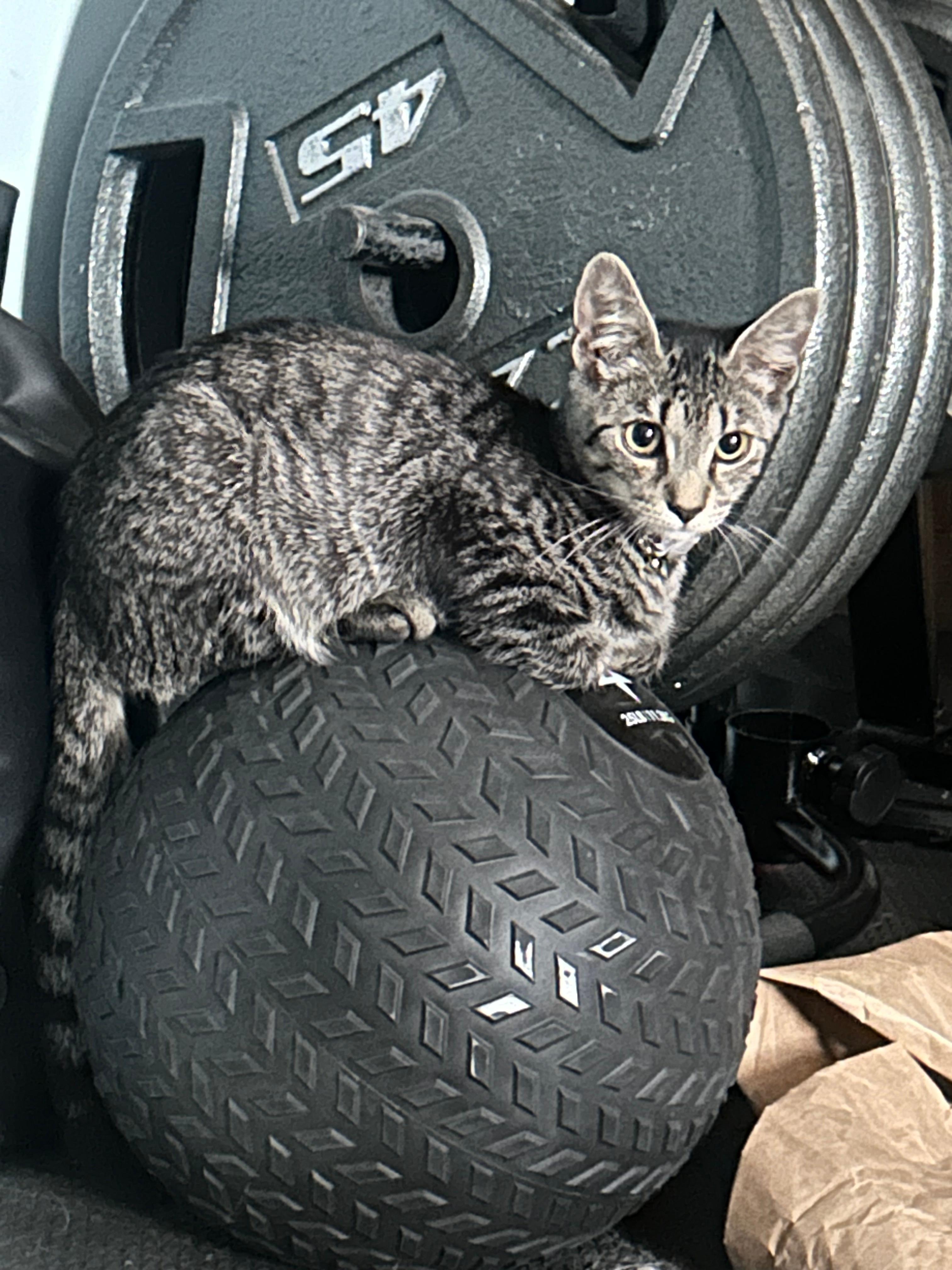 Enlarge Meg, a Adoptable Domestic Short Hair in Lemoyne, PA image 1/6