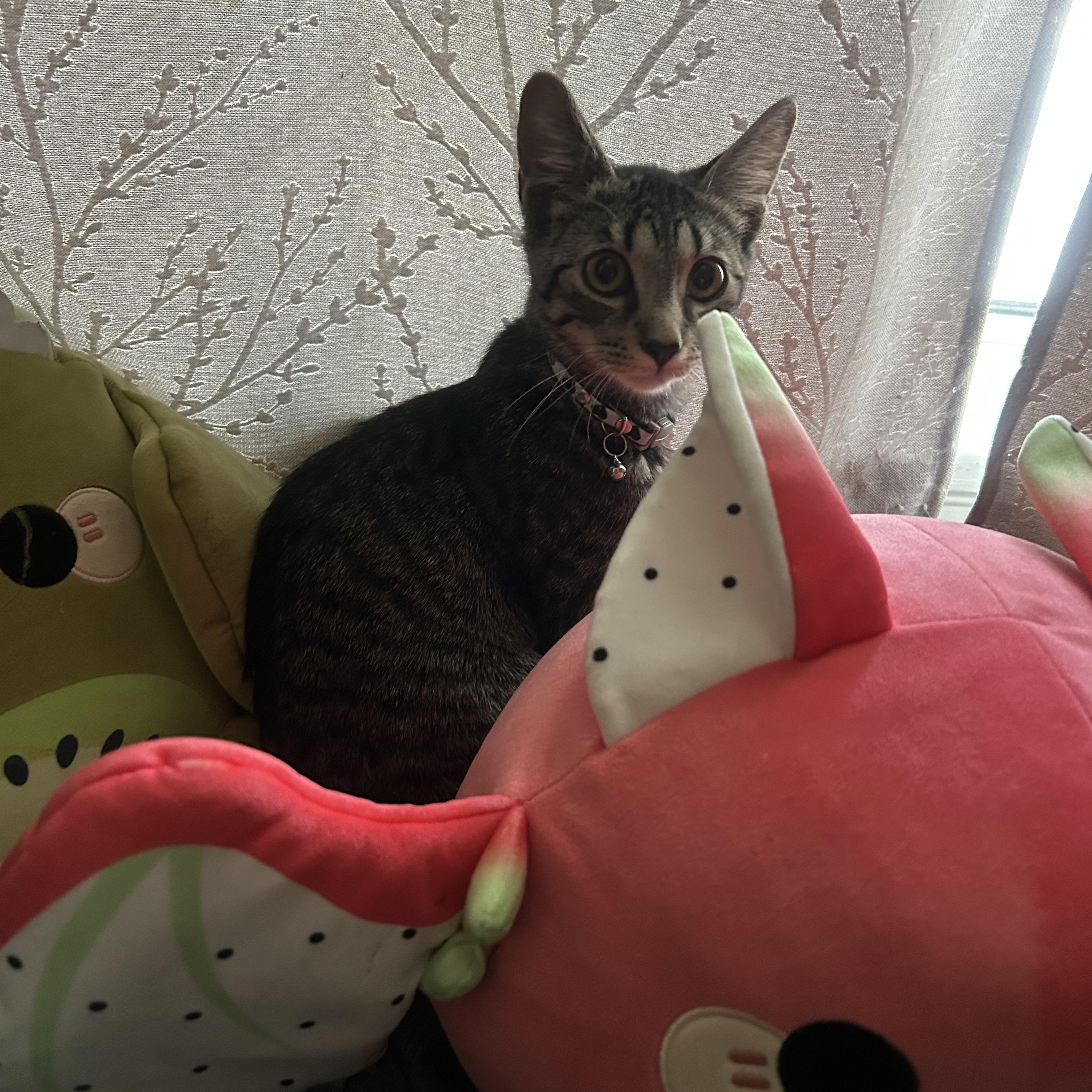 Enlarge Meg, a Adoptable Domestic Short Hair in Lemoyne, PA image 2/6