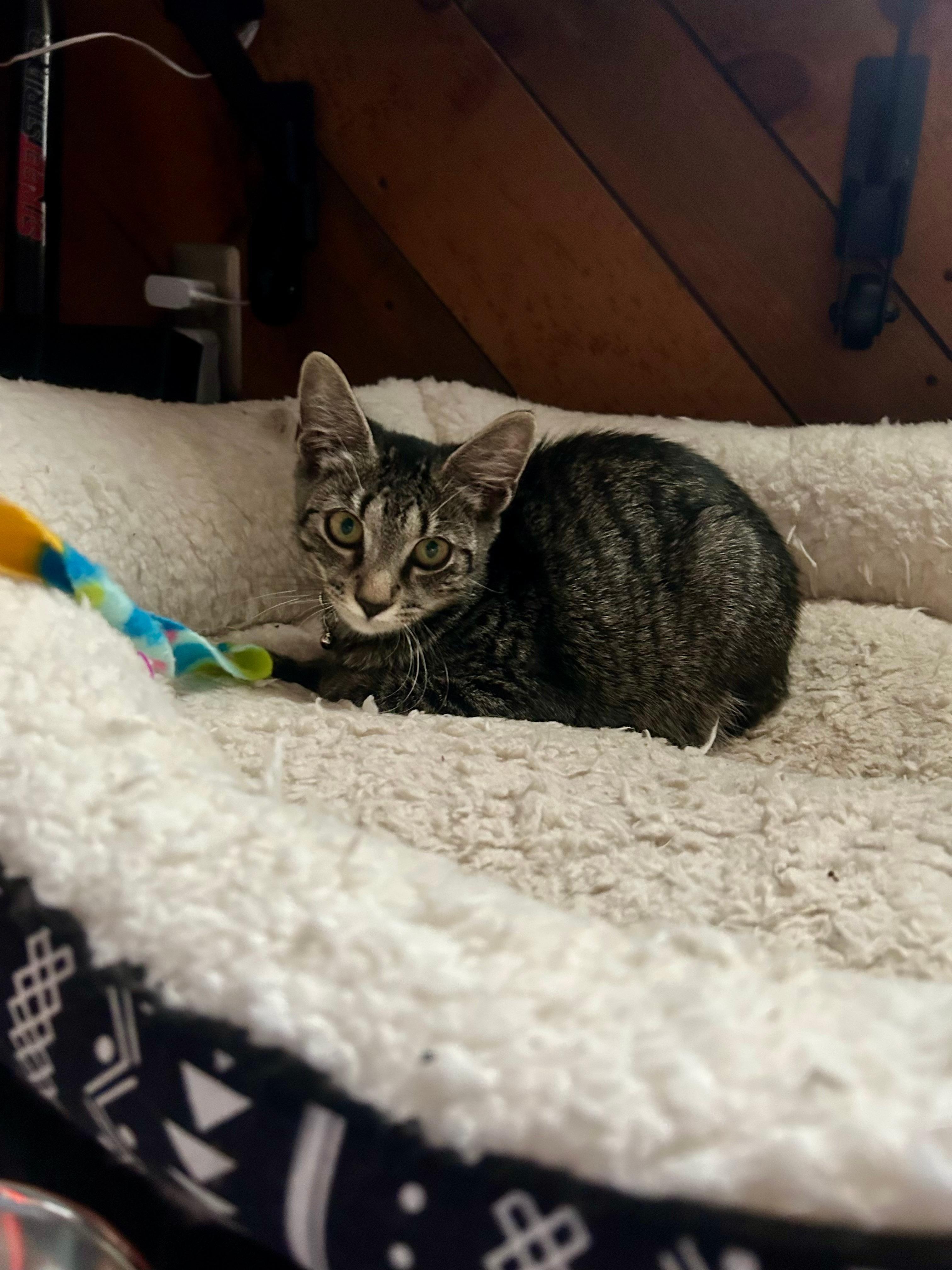 Enlarge Meg, a Adoptable Domestic Short Hair in Lemoyne, PA image 3/6