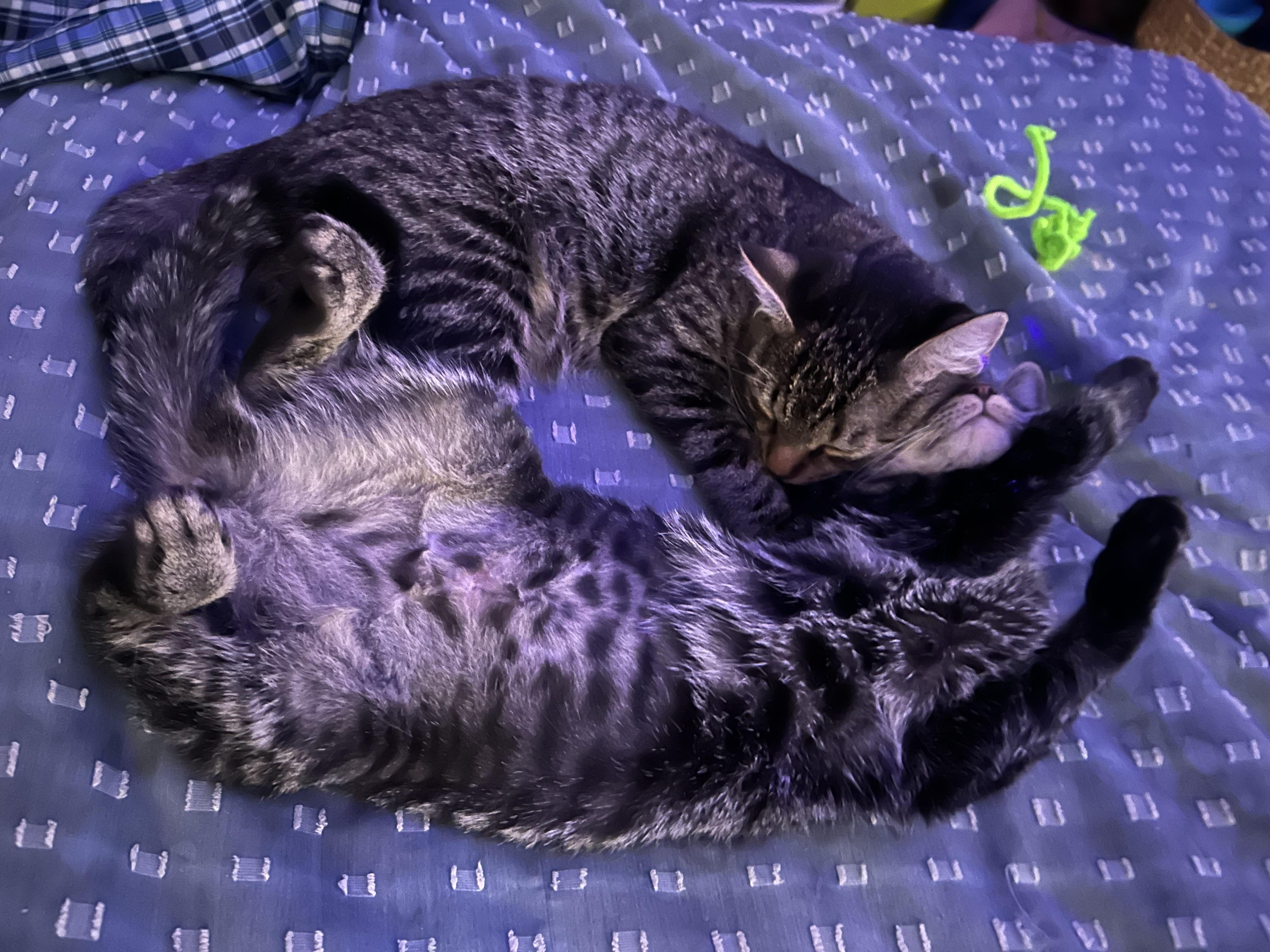 Enlarge Meg, a Adoptable Domestic Short Hair in Lemoyne, PA image 4/6